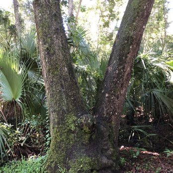 Bear Creek Nature Trail - Love tree - Hiking Near Me - Winter Springs, Florida Bear Creek Nature Trail - Love tree - Hiking Near Me - Winter Springs, Florida