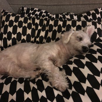 Karma Rescue - Pet Services Near Me - Santa Monica, California Karma Rescue - Pet Services Near Me - Santa Monica, California