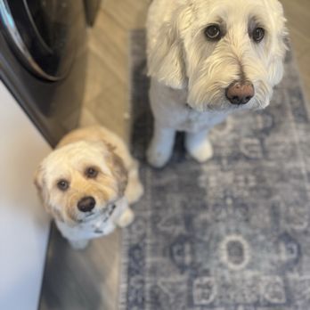 Hello Pets Groomers - The kids! - Pet Groomers Near Me