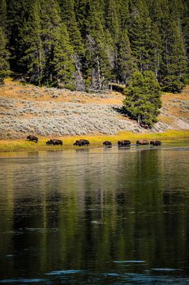 Hayden Valley by null