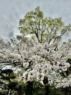 Osaka Castle Park by null