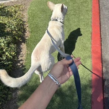 Fancy Tails - Dog Walkers Near Me - Hermosa Beach, California