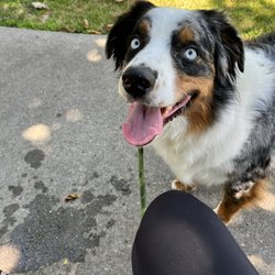 Happy Souls Dog - Hyper Odin, a 2 year old Aussie Shepherd