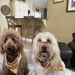 Frisky Beaver - I their owner is a beautiful Norwegian babe, these dogs need to be on jimmy fallon bc they deserve the Cred