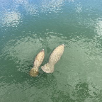 Manatee Viewing Center - Zoos Near Me - Apollo Beach, Florida Manatee Viewing Center - Zoos Near Me - Apollo Beach, Florida
