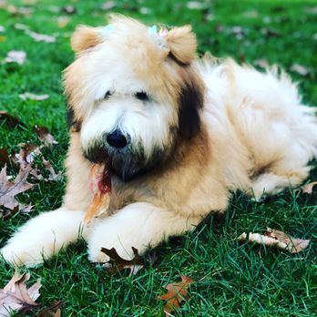 flying fur mobile grooming