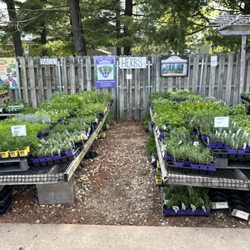 Kinner’s Springtime Flowers - Our large selection of herbs