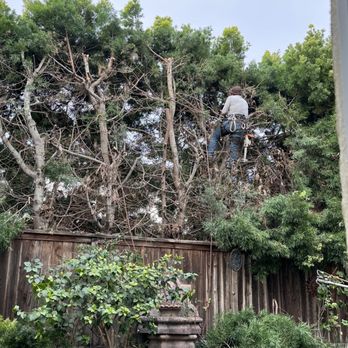 Artistic Solutions Tree Service - He was a master at climbing up high and attaching straps to keep him from falling. - Tree Services Near Me - San Marcos, California Artistic Solutions Tree Service - He was a master at climbing up high and attaching straps to keep him from falling. - Tree Services Near Me - San Marcos, California