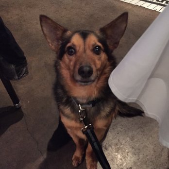 Thaiphoon - Dog friendly patio! - Thai Near Me - Palo Alto, California
