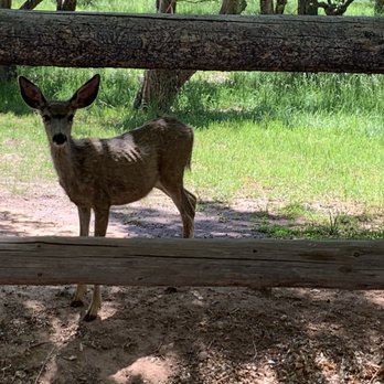 Fruita Campground - Mule deer - Campgrounds Near Me - Teasdale, Utah Fruita Campground - Mule deer - Campgrounds Near Me - Teasdale, Utah