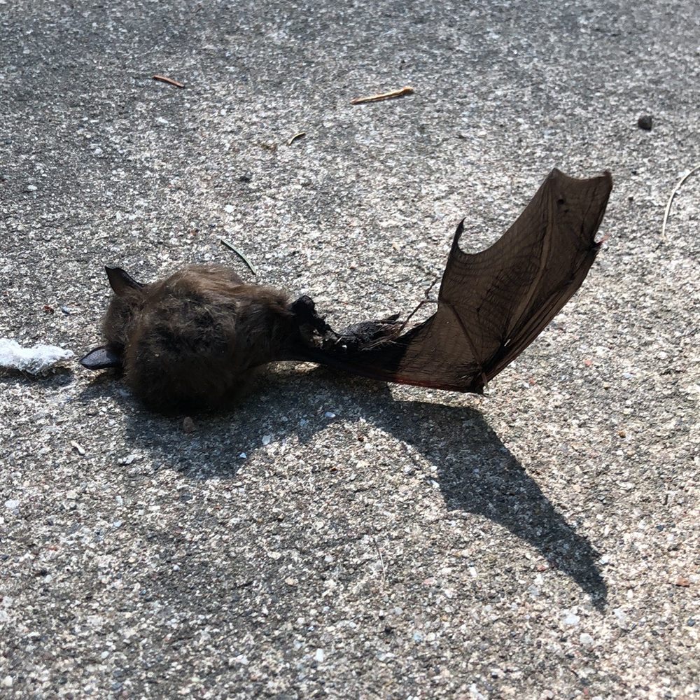 The offending Bat.