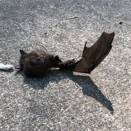 The offending Bat. The offending Bat.