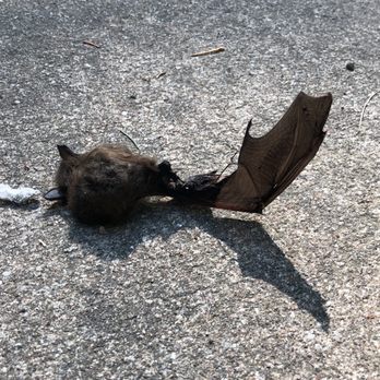 GMS Heating & Cooling - The offending Bat. - Heating & Air Conditioning/HVAC Near Me - MORTON GROVE, Illinois