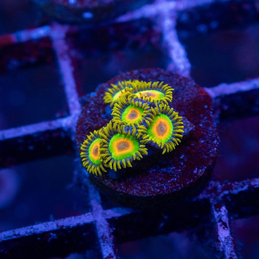 Aquagem Corals Image