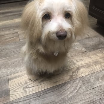 Pro-Groom - Roxy happy with her Grooming. Thanks to Lee - Pet Groomers Near Me - Roseville, California Pro-Groom - Roxy happy with her Grooming. Thanks to Lee - Pet Groomers Near Me - Roseville, California