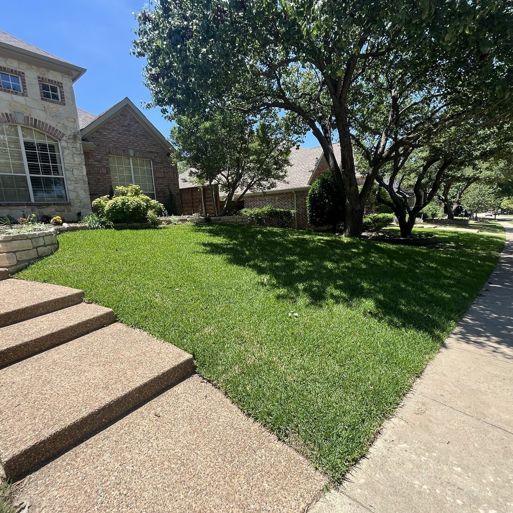 Grass DFW - You can see the difference!  Right side of the yard!   On the Left side of the sidewalk, Is the before.  The right side is the after. 3 - Lawn Services Near Me - Frisco, Texas
