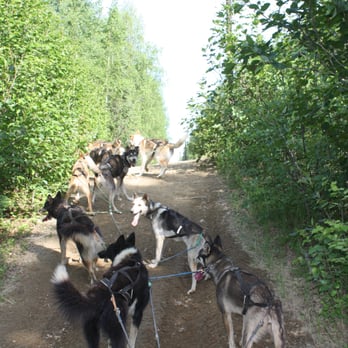 Dream a Dream Dog Farm - Dogs entering forest. - Tours Near Me - Willow, Alaska Dream a Dream Dog Farm - Dogs entering forest. - Tours Near Me - Willow, Alaska