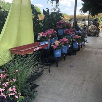 Platt Hill Nursery - I want ALL the hydrangeas! Now! - Nurseries & Gardening Near Me - Bloomingdale, Illinois