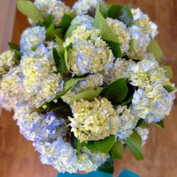 Laura's Florist - Hydrangeas