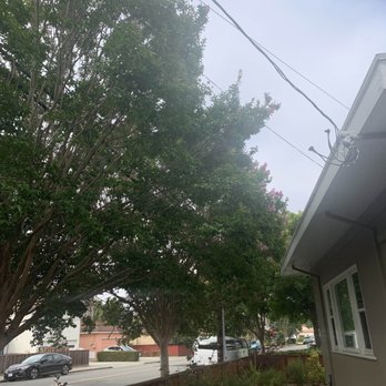AAA Tree Service Inc - Before side - Tree Services Near Me