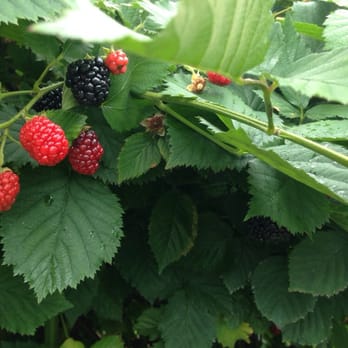 Milburn Orchards - Blackberries - Fruits & Veggies Near Me - Elkton, Maryland