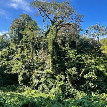 Akaka Falls State Park - Tropical foliage - Parks Near Me - Honomu, Hawaii Akaka Falls State Park - Tropical foliage - Parks Near Me - Honomu, Hawaii
