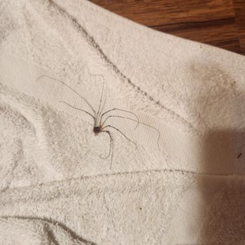 Kohl's Ranch Lodge - This  isjust one of the many spiders in the cabin. - Hotels Near Me - Payson, Arizona