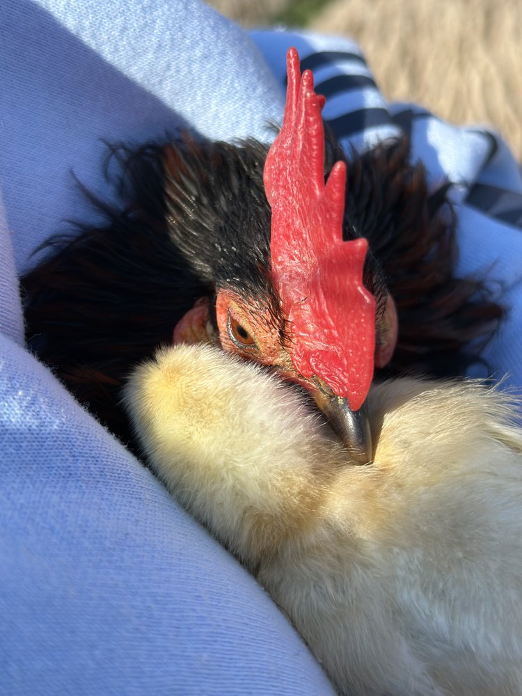 Barnyard Buddies - equestrian in Howell, MI