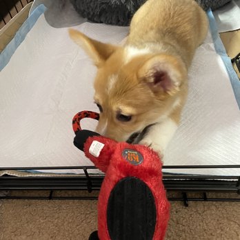Puppy Town - Pet Stores Near Me - Las Vegas, Nevada