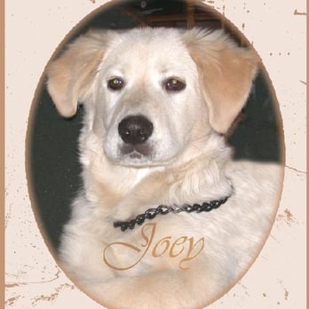 Edgewood Veterinary Clinic - Joe-Bear - Veterinarians Near Me - Milton, Washington Edgewood Veterinary Clinic - Joe-Bear - Veterinarians Near Me - Milton, Washington