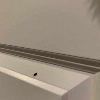 Hi-Desert Dwellings - Bugs found on the walls - Property Management Near Me