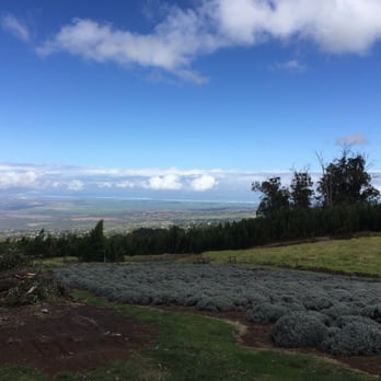 Ali'i Kula Lavender - Tours Near Me - Kula, Hawaii Ali'i Kula Lavender - Tours Near Me - Kula, Hawaii