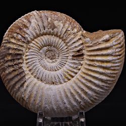 Naturens Mangfold - Fossil ammonitt, ca. 150 mill. år.