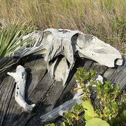 Barrier Island Sanctuary