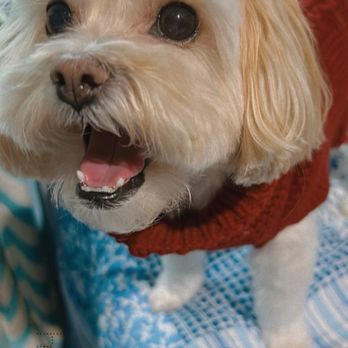 Rp Pet Grooming - Happy and excited after groom'! - Pet Groomers Near Me