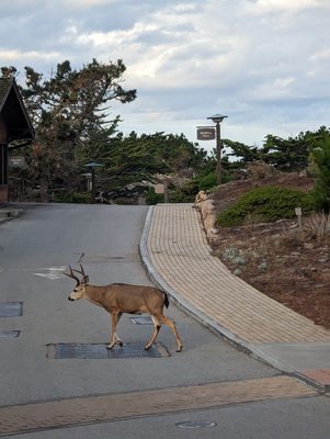 Asilomar Hotel and Conference Grounds by null