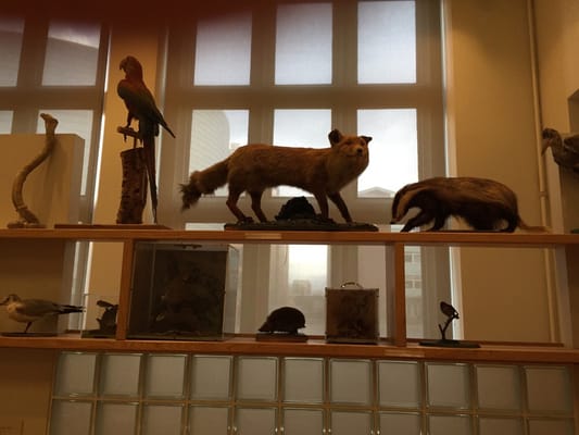 Manchester Museum by null