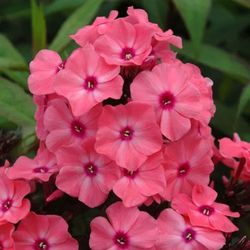 Sugar Creek Gardens - Tall Garden Phlox. Curbside pickup available, shop online at http://shop.sugarcreekgardens.com