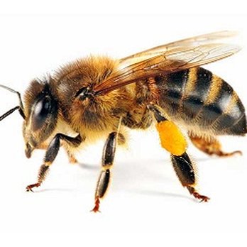 Plateau Pest Control - Pest Control Near Me - Crossville, Tennessee Plateau Pest Control - Pest Control Near Me - Crossville, Tennessee
