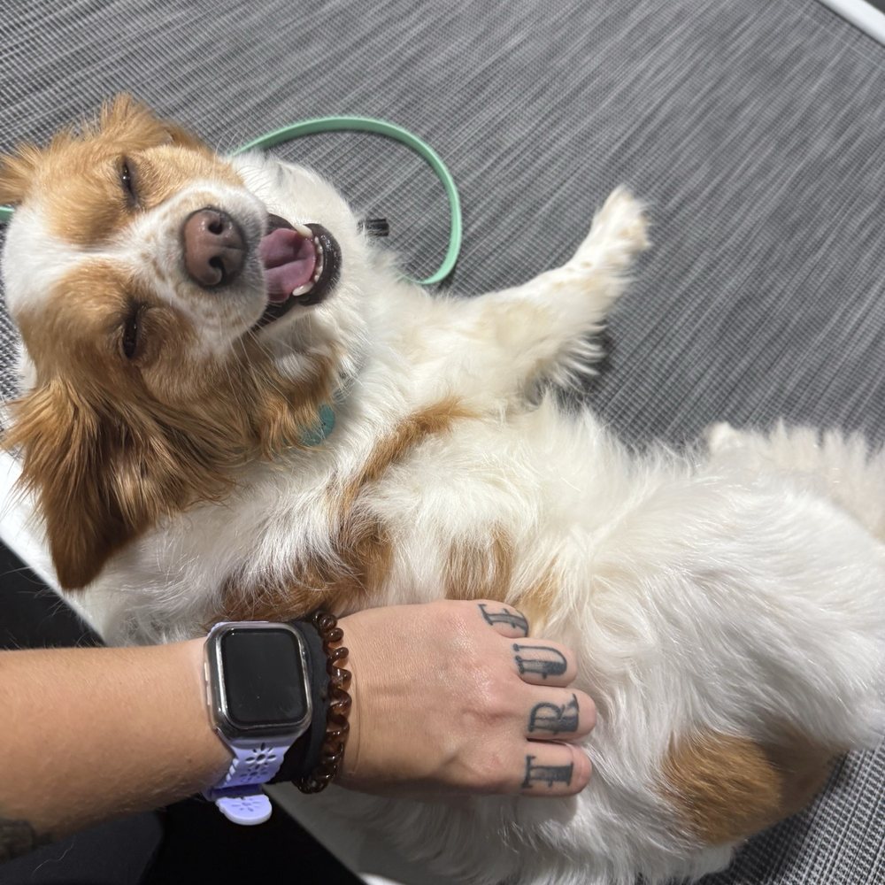 Turning Point Dog Training - Pet Training Near Me - Cleveland, Ohio