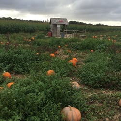 Mr. Pepper's Pumpkin Patch