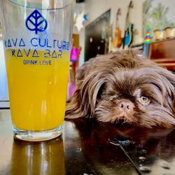 Kava Culture Kava Bar - Kava Culture