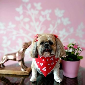 ruby clippers pet grooming