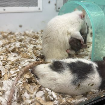 Petco - Very dirty - Pet Stores Near Me - Sunset Valley, Texas Petco - Very dirty - Pet Stores Near Me - Sunset Valley, Texas