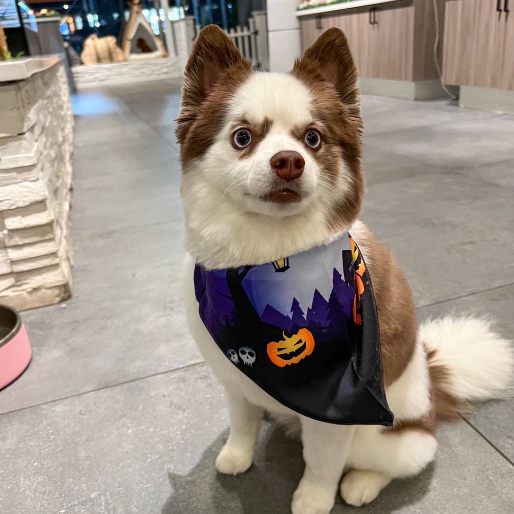 Pupstudio - Pet Stores Near Me - New York, New York Pupstudio - Pet Stores Near Me - New York, New York