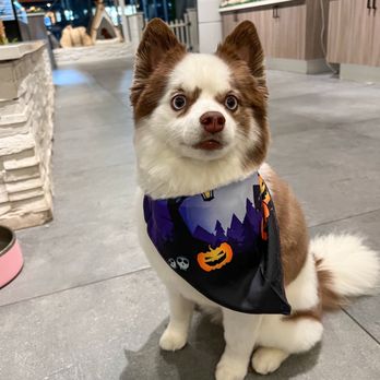 Pupstudio - Pet Stores Near Me - New York, New York Pupstudio - Pet Stores Near Me - New York, New York
