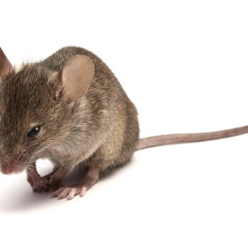 Discreet Pest Control Services - Pest Control Near Me - Leeds, XWY