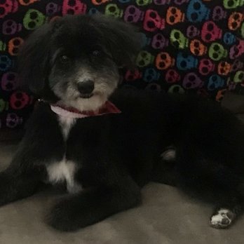 Pawsitive Pet Spa - Pet Groomers Near Me Pawsitive Pet Spa - Pet Groomers Near Me