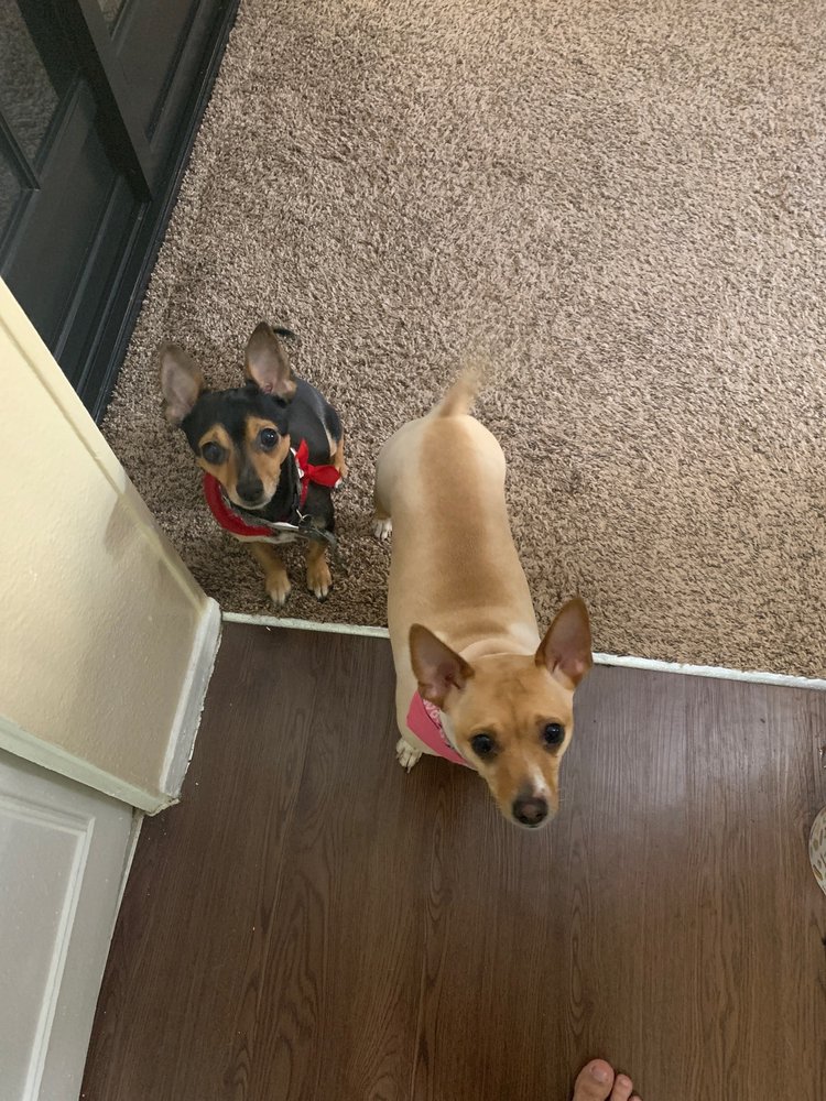 HAPPY PETS GROOMING Updated September 2024 8900 Viscount Blvd, El Paso, Texas Pet Groomers