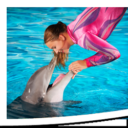 Dolfinarium - T